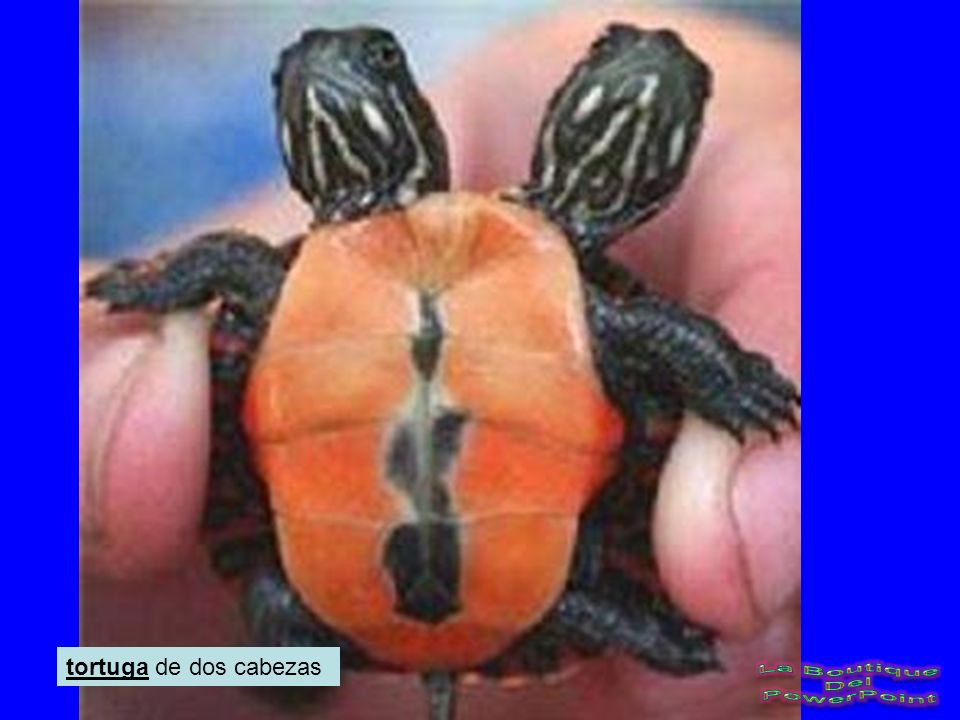 tortuga de dos cabezas La Boutique Del PowerPoint