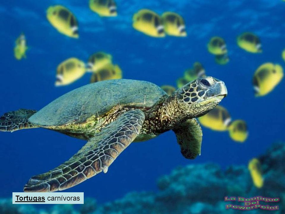 Tortugas carnívoras La Boutique Del PowerPoint
