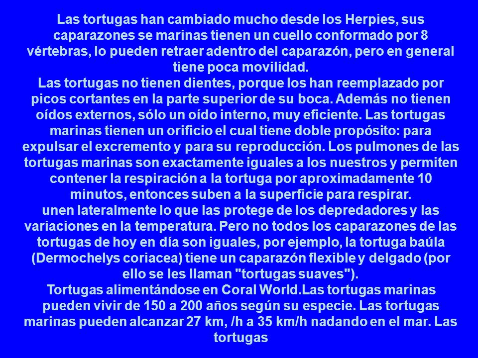 Las tortugas han cambiado mucho desde los Herpies, sus caparazones se marinas tienen un cuello conformado por 8 vértebras, lo pueden retraer adentro del caparazón, pero en general tiene poca movilidad. Las tortugas no tienen dientes, porque los han reemplazado por picos cortantes en la parte superior de su boca. Además no tienen oídos externos, sólo un oído interno, muy eficiente. Las tortugas marinas tienen un orificio el cual tiene doble propósito: para expulsar el excremento y para su reproducción. Los pulmones de las tortugas marinas son exactamente iguales a los nuestros y permiten contener la respiración a la tortuga por aproximadamente 10 minutos, entonces suben a la superficie para respirar.