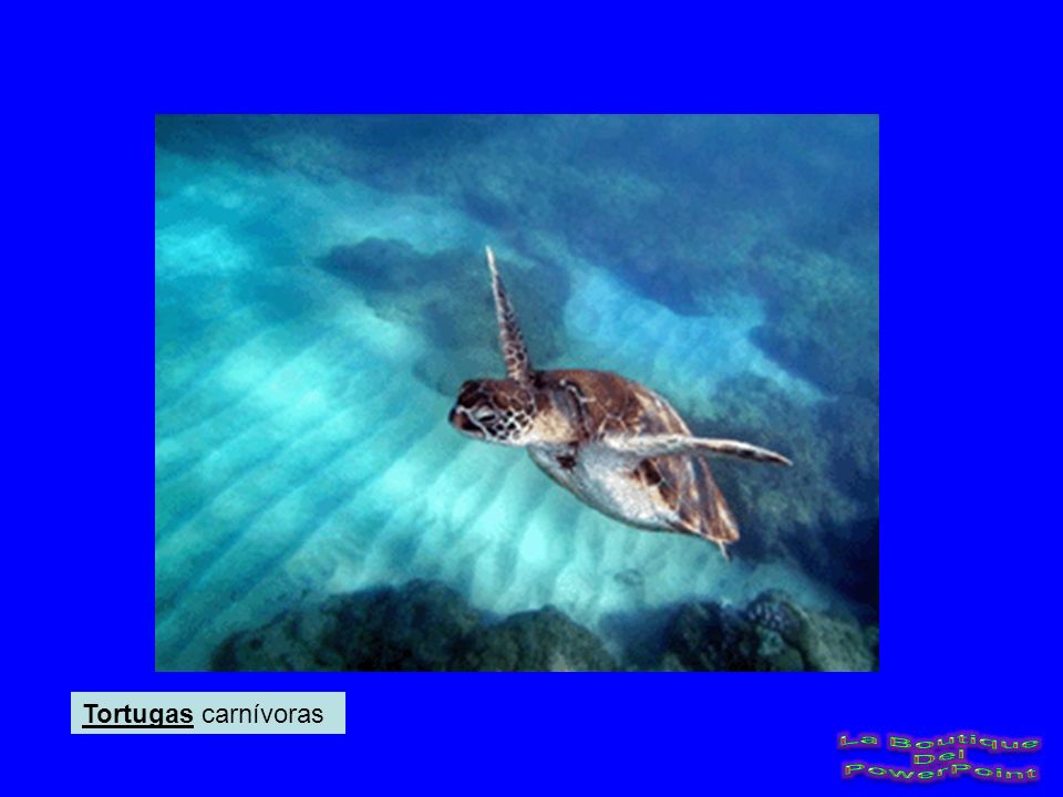 Tortugas carnívoras La Boutique Del PowerPoint