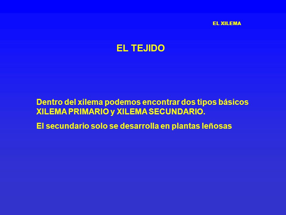 EL XILEMA EL TEJIDO. Dentro del xilema podemos encontrar dos tipos básicos XILEMA PRIMARIO y XILEMA SECUNDARIO.
