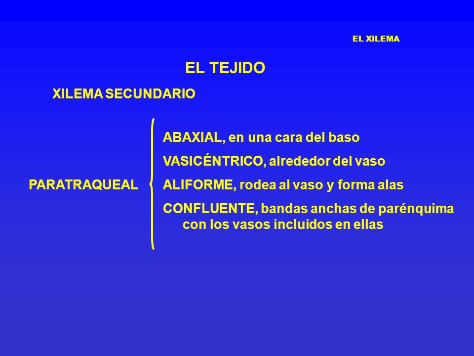 EL TEJIDO XILEMA SECUNDARIO ABAXIAL, en una cara del baso