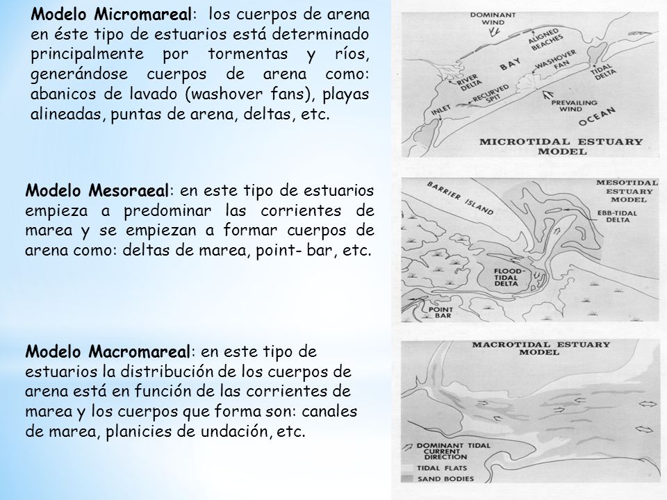 Modelo Micromareal: los cuerpos de arena en éste tipo de estuarios está determinado principalmente por tormentas y ríos, generándose cuerpos de arena como: abanicos de lavado (washover fans), playas alineadas, puntas de arena, deltas, etc.
