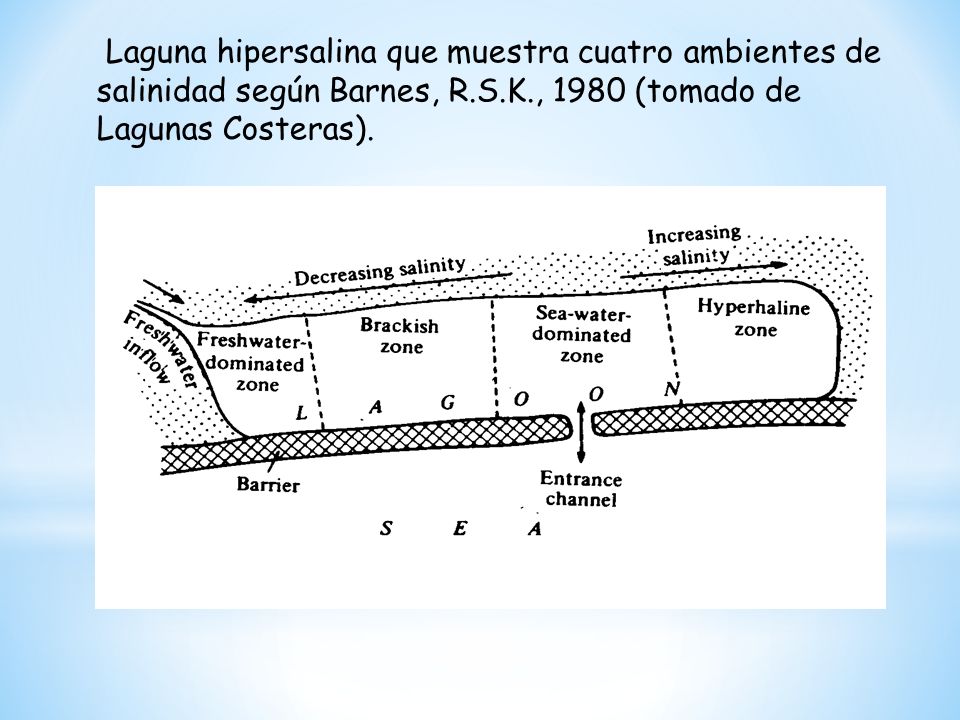 Laguna hipersalina que muestra cuatro ambientes de salinidad según Barnes, R.S.K., 1980 (tomado de Lagunas Costeras).