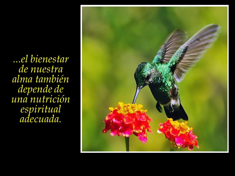 ...el bienestar de nuestra alma también depende de una nutrición espiritual adecuada.