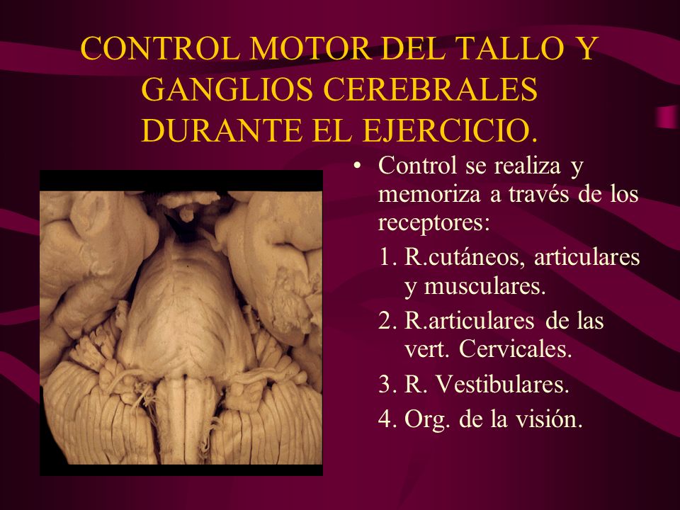 CONTROL MOTOR DEL TALLO Y GANGLIOS CEREBRALES DURANTE EL EJERCICIO.
