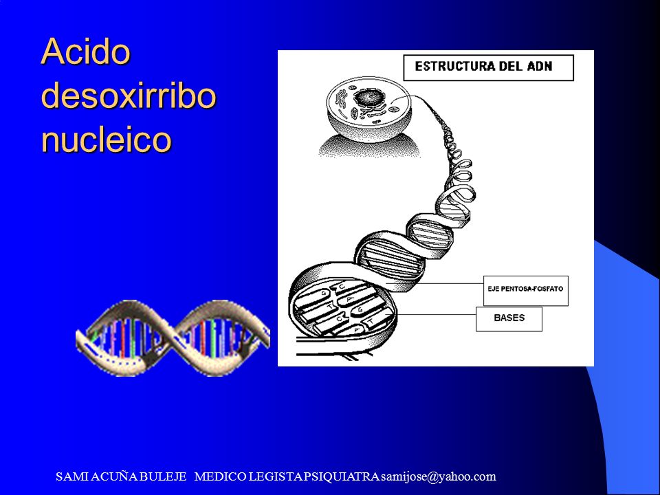 Acido desoxirribo nucleico