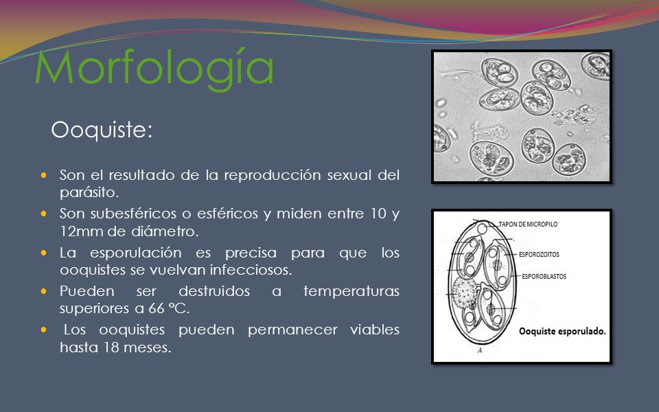 Morfología Ooquiste: Son el resultado de la reproducción sexual del parásito. Son subesféricos o esféricos y miden entre 10 y 12mm de diámetro.