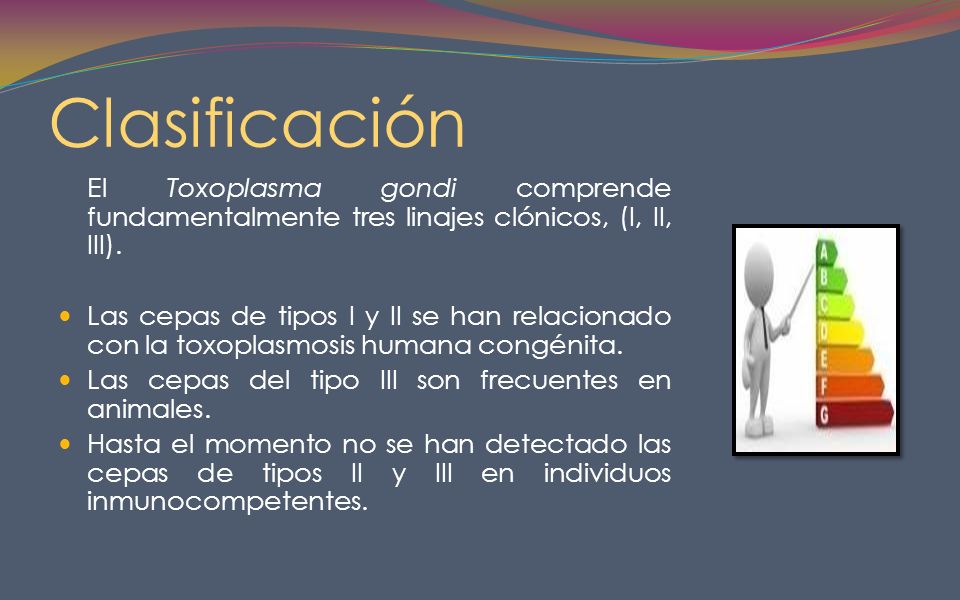 Clasificación El Toxoplasma gondi comprende fundamentalmente tres linajes clónicos, (I, II, III).