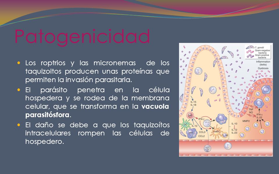 Patogenicidad Los roptrios y las micronemas de los taquizoitos producen unas proteínas que permiten la invasión parasitaria.