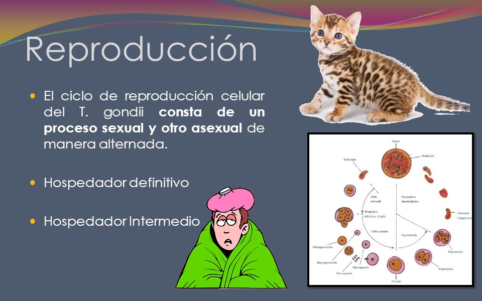 Reproducción El ciclo de reproducción celular del T. gondii consta de un proceso sexual y otro asexual de manera alternada.