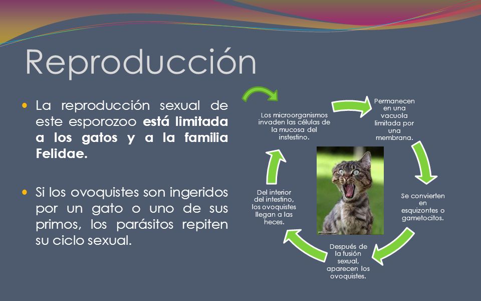 Reproducción La reproducción sexual de este esporozoo está limitada a los gatos y a la familia Felidae.