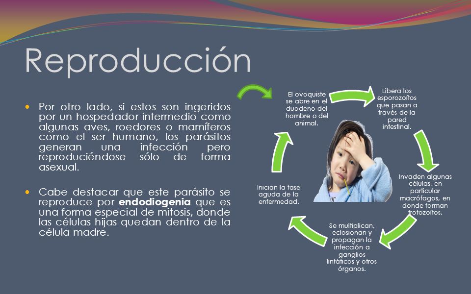 Reproducción Libera los esporozoítos que pasan a través de la pared intestinal.