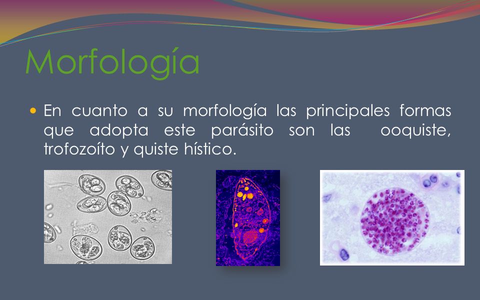 Morfología En cuanto a su morfología las principales formas que adopta este parásito son las ooquiste, trofozoíto y quiste hístico.