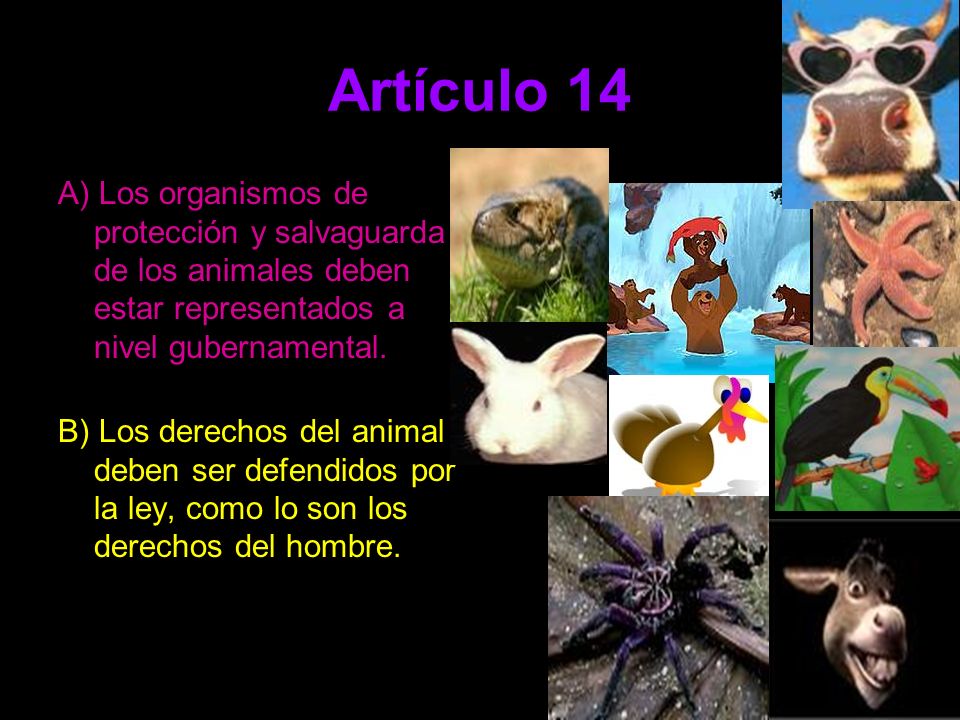 Artículo 14 A) Los organismos de protección y salvaguarda de los animales deben estar representados a nivel gubernamental.