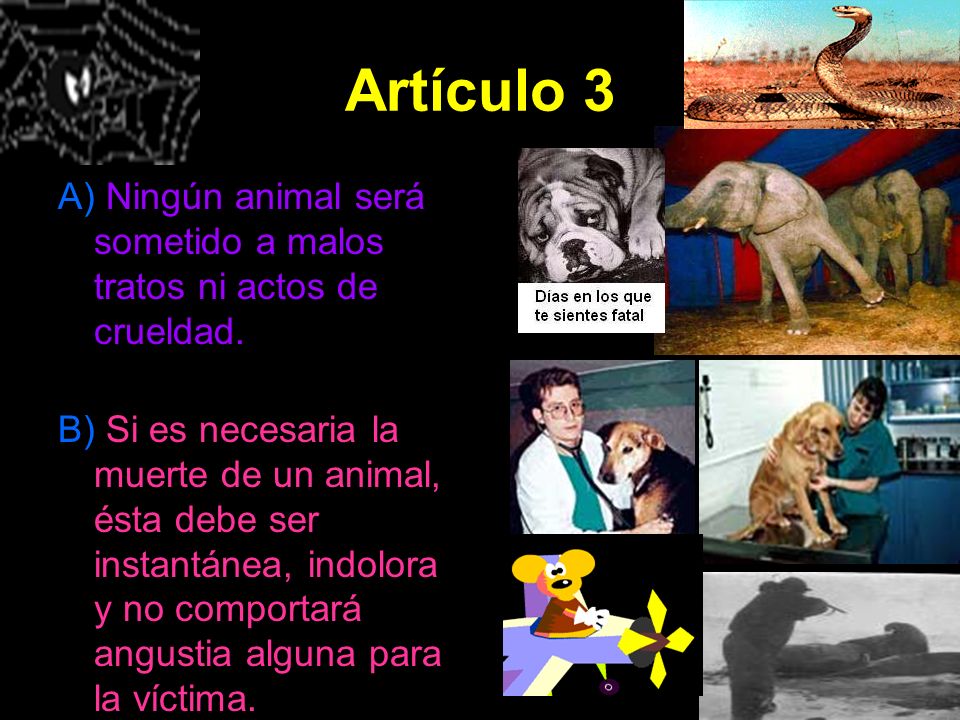 Artículo 3 A) Ningún animal será sometido a malos tratos ni actos de crueldad.