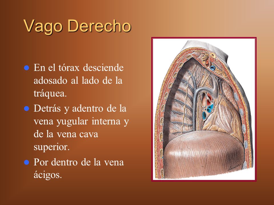 Vago Derecho En el tórax desciende adosado al lado de la tráquea.