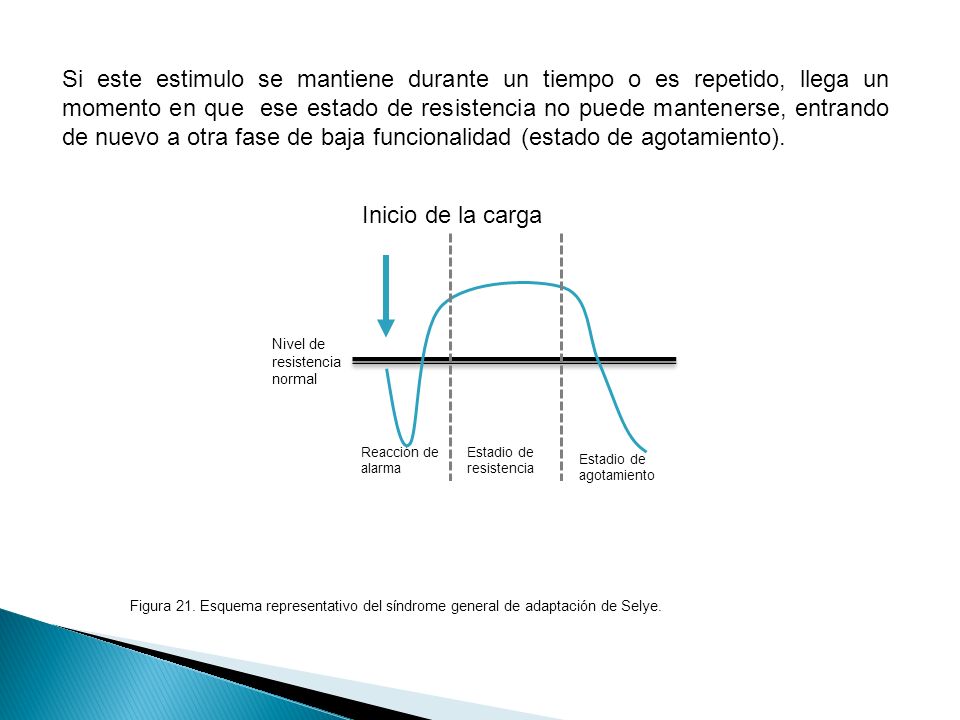 Si este estimulo se mantiene durante un tiempo o es repetido, llega un momento en que ese estado de resistencia no puede mantenerse, entrando de nuevo a otra fase de baja funcionalidad (estado de agotamiento).