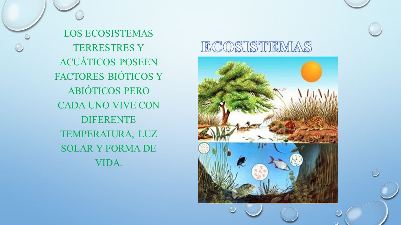 Los ecosistemas terrestres y acuáticos poseen Factores bióticos y abióticos pero cada uno vive con diferente temperatura, luz solar y forma de vida.