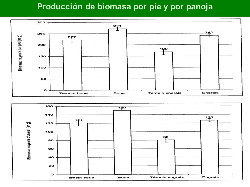 Producción de biomasa por pie y por panoja