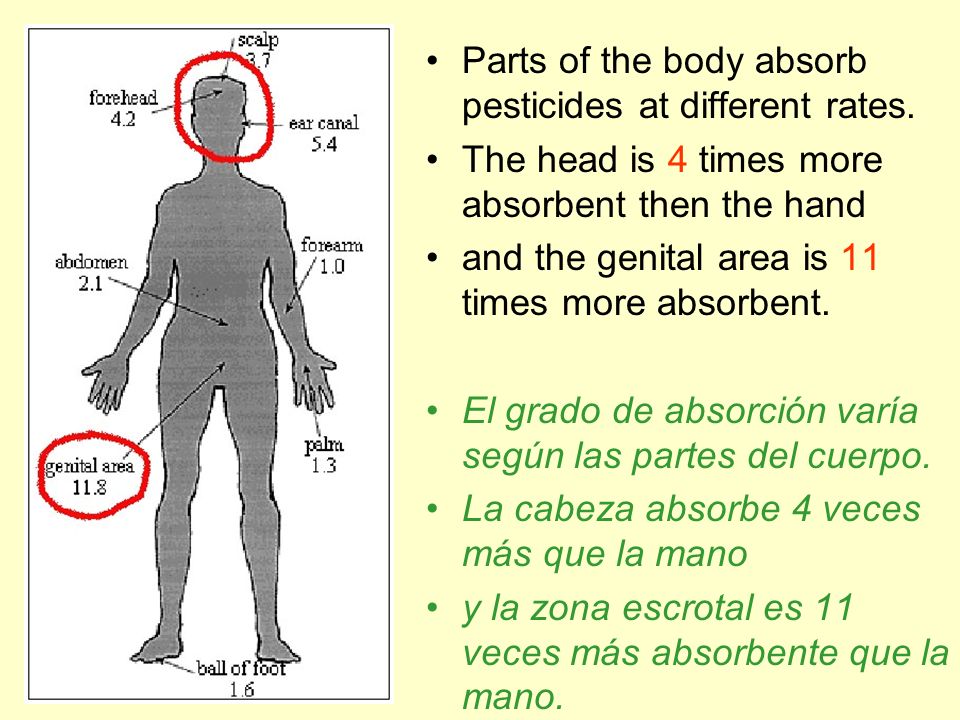 Parts of the body absorb pesticides at different rates.