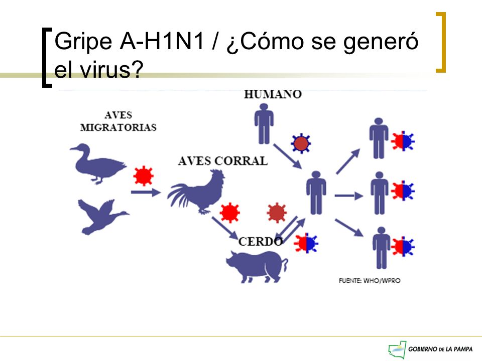 Gripe A-H1N1 / ¿Cómo se generó el virus