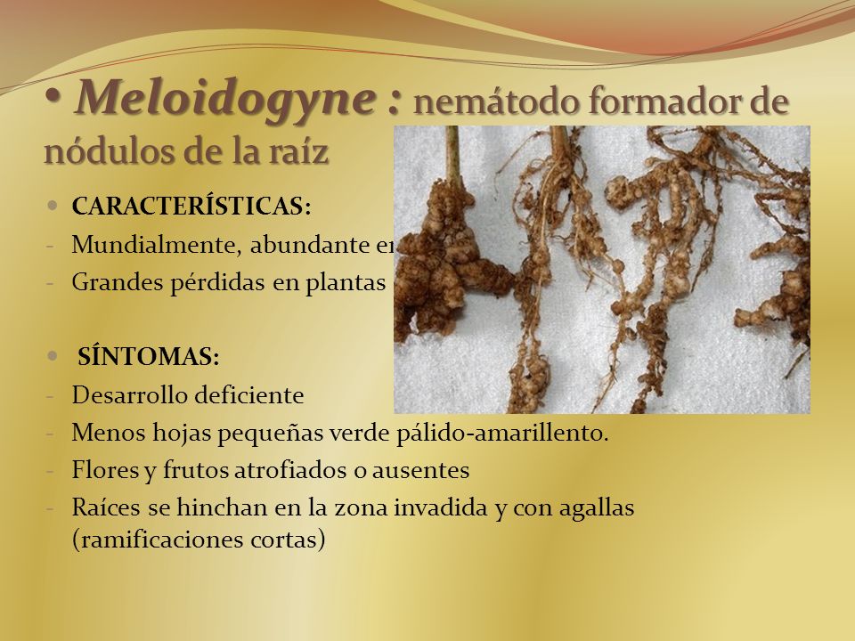 Meloidogyne : nemátodo formador de nódulos de la raíz