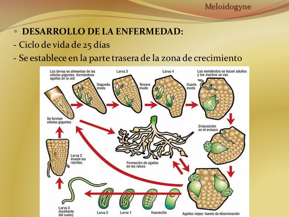 DESARROLLO DE LA ENFERMEDAD: - Ciclo de vida de 25 días