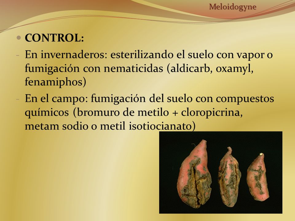 Meloidogyne CONTROL: En invernaderos: esterilizando el suelo con vapor o fumigación con nematicidas (aldicarb, oxamyl, fenamiphos)