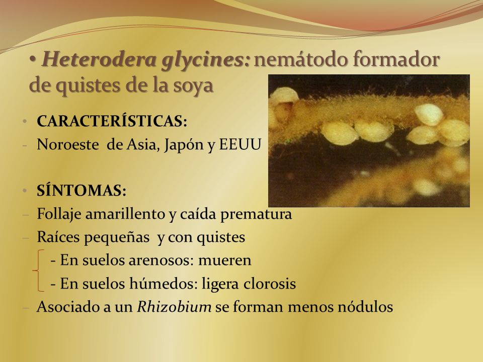 Heterodera glycines: nemátodo formador de quistes de la soya