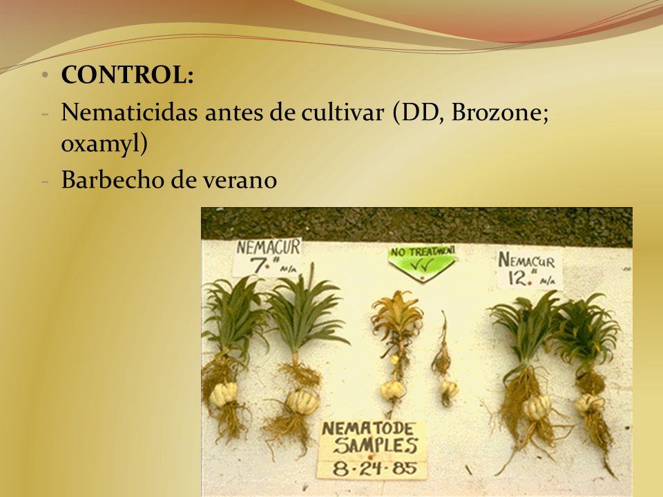Nematicidas antes de cultivar (DD, Brozone; oxamyl) Barbecho de verano