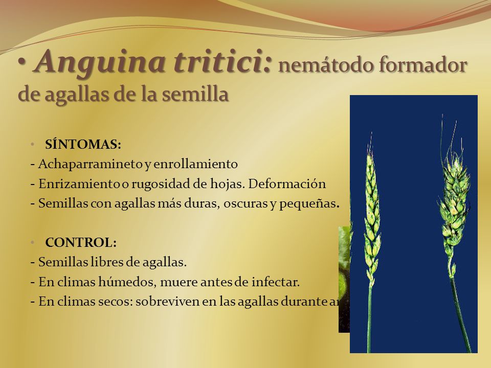 Anguina tritici: nemátodo formador de agallas de la semilla