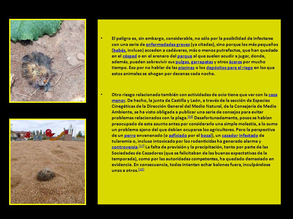 El peligro es, sin embargo, considerable, no sólo por la posibilidad de infectarse con una serie de enfermedades graves (ya citadas), sino porque los más pequeños (bebés, incluso) acceden a cadáveres, más o menos putrefactos, que han quedado en el césped o en el arenero del parque al que suelen acudir a jugar, donde, además, pueden sobrevivir sus pulgas, garrapatas y otros ácaros por mucho tiempo. Eso por no hablar de las piscinas o los depósitos para el riego en los que estos animales se ahogan por decenas cada noche.