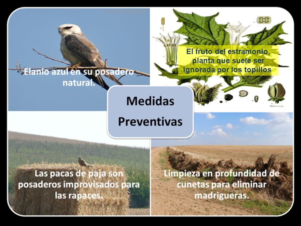 El fruto del estramonio, planta que suele ser ignorada por los topillos.
