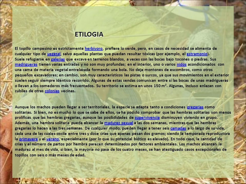ETILOGIA El topillo campesino es estrictamente herbívoro, prefiere lo verde, pero, en casos de necesidad se alimenta de cualquier tipo de vegetal, salvo aquellas plantas que puedan resultar tóxicas (por ejemplo, el estramonio).