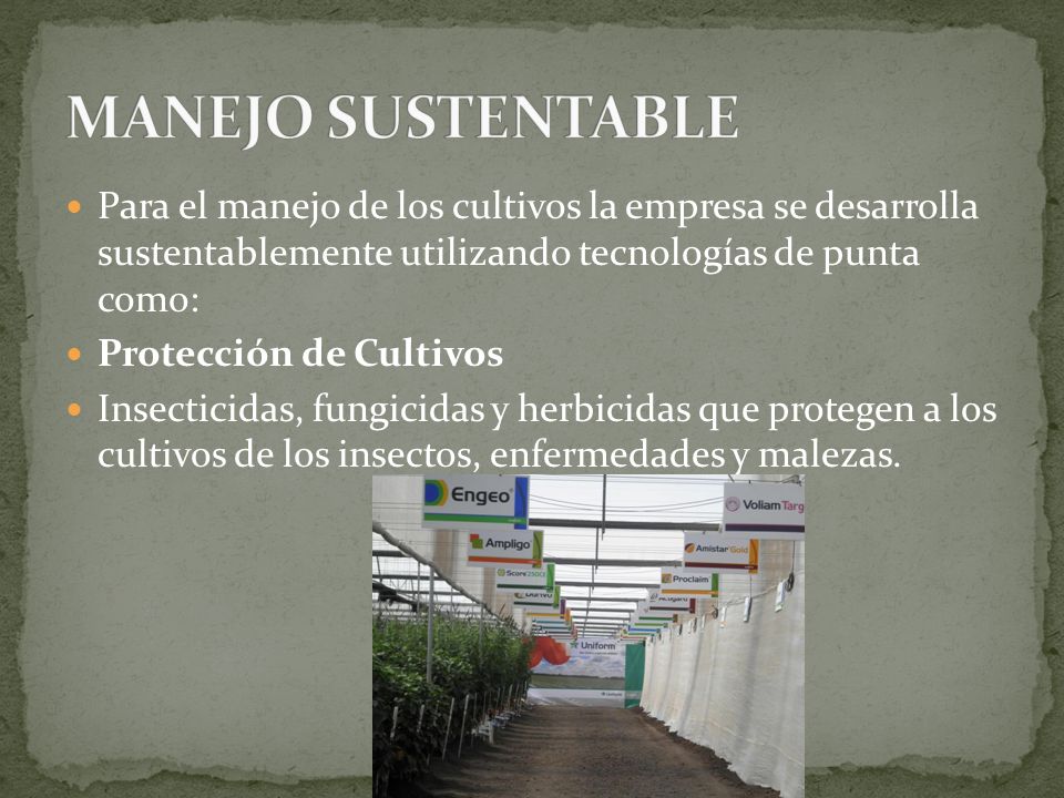 MANEJO SUSTENTABLE Para el manejo de los cultivos la empresa se desarrolla sustentablemente utilizando tecnologías de punta como: