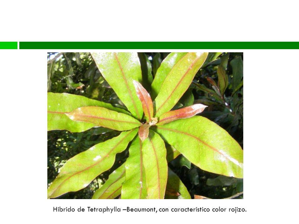 Diversidad Genética Híbrido de Tetraphylla –Beaumont, con característico color rojizo.