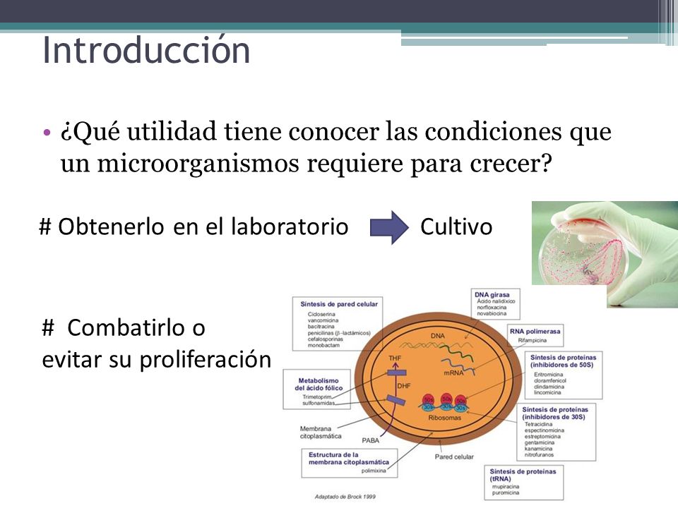 Introducción ¿Qué utilidad tiene conocer las condiciones que un microorganismos requiere para crecer