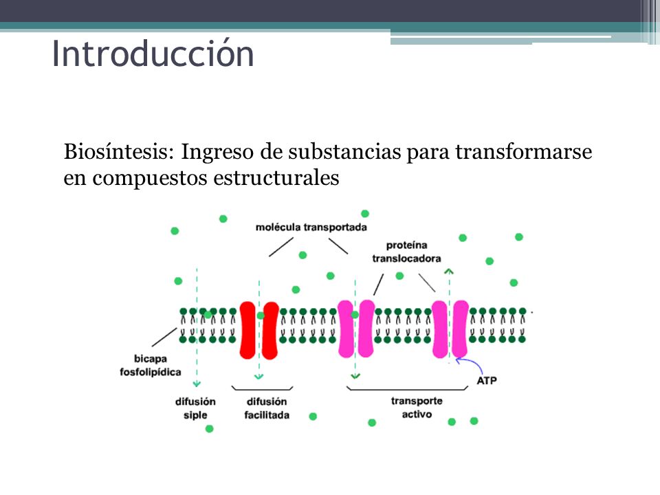 Introducción Biosíntesis: Ingreso de substancias para transformarse en compuestos estructurales