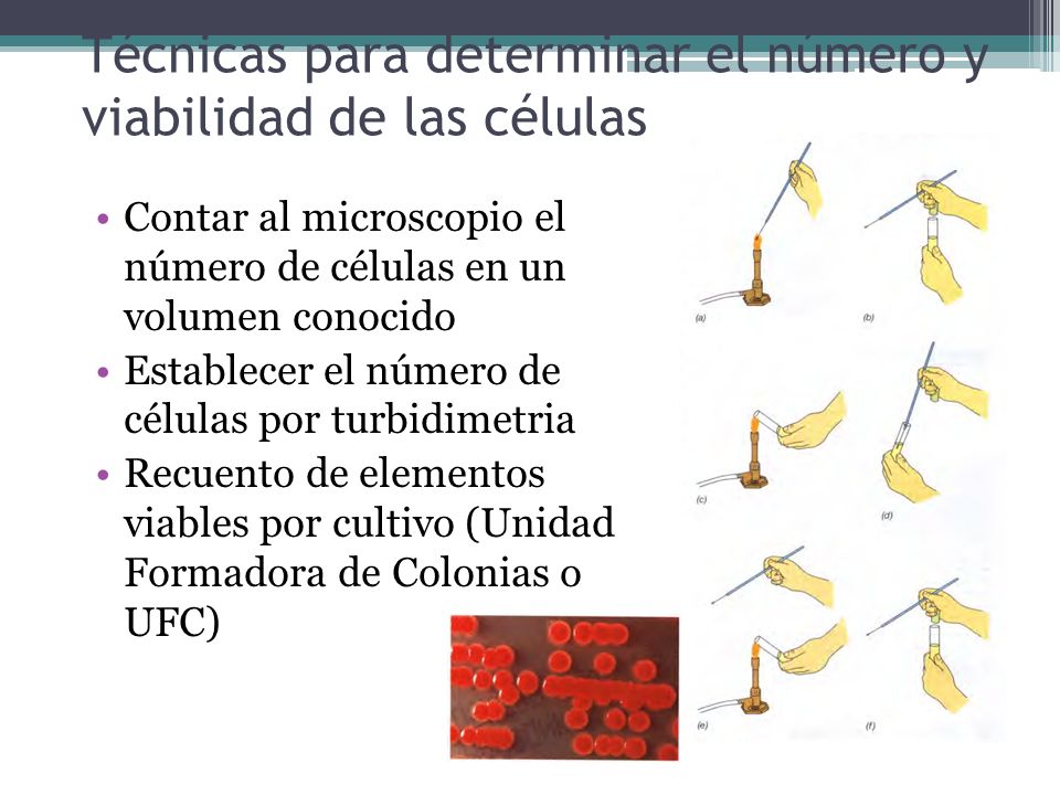 Técnicas para determinar el número y viabilidad de las células