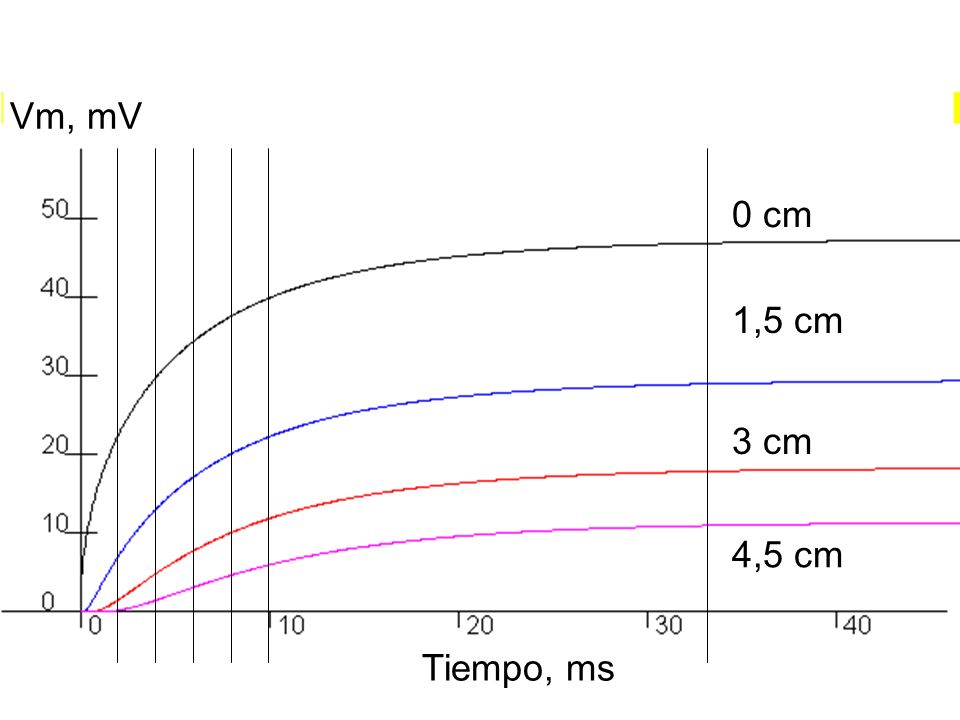 Vm, mV 0 cm 1,5 cm 3 cm 4,5 cm Tiempo, ms