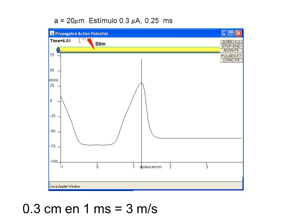 a = 20m Estímulo 0.3 A, 0.25 ms 0.3 cm en 1 ms = 3 m/s