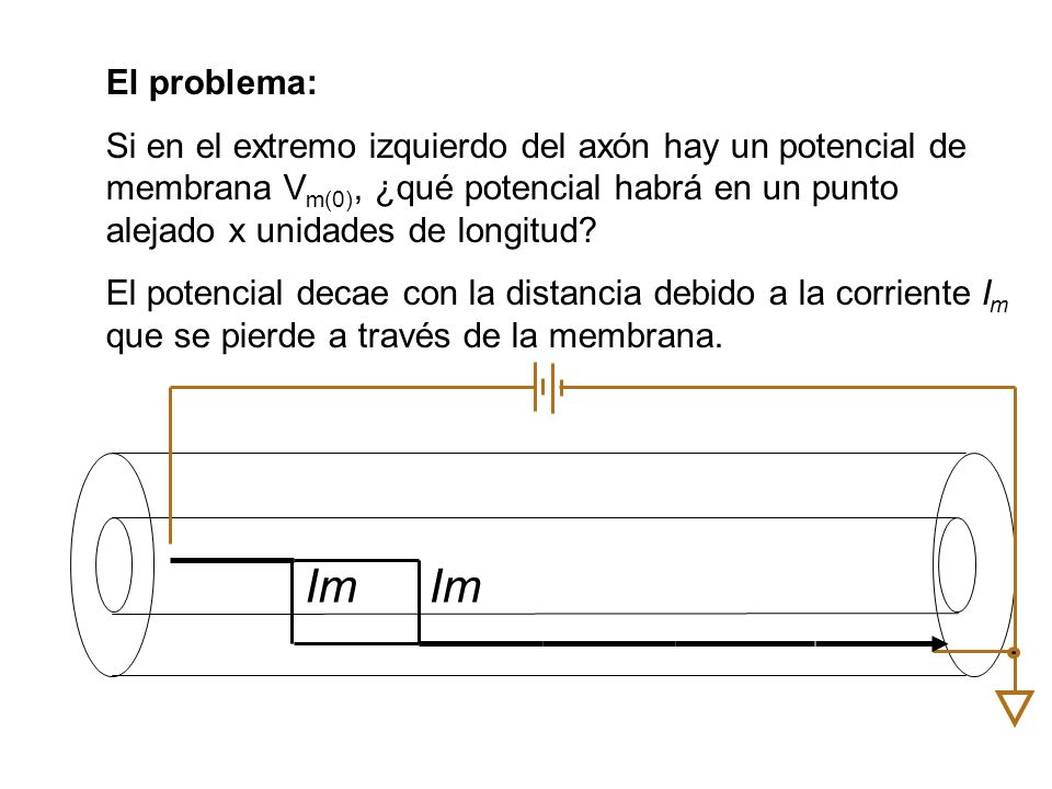 El problema: Si en el extremo izquierdo del axón hay un potencial de membrana Vm(0), ¿qué potencial habrá en un punto alejado x unidades de longitud