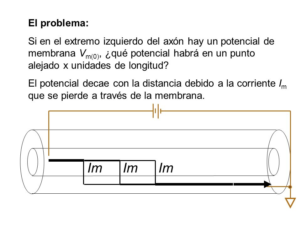 El problema: Si en el extremo izquierdo del axón hay un potencial de membrana Vm(0), ¿qué potencial habrá en un punto alejado x unidades de longitud