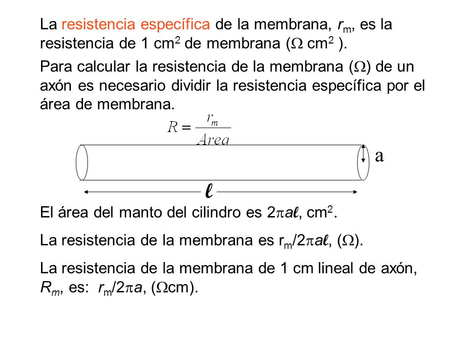 La resistencia específica de la membrana, rm, es la resistencia de 1 cm2 de membrana ( cm2 ).