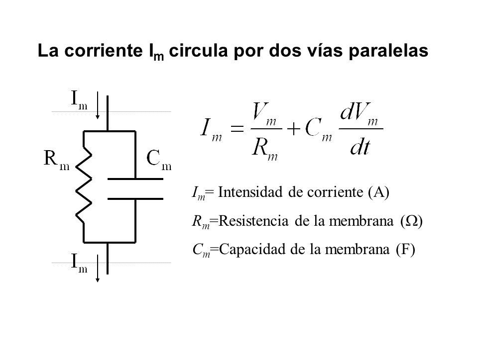 La corriente Im circula por dos vías paralelas