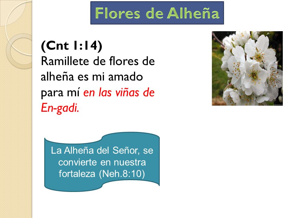 La Alheña del Señor, se convierte en nuestra fortaleza (Neh.8:10)