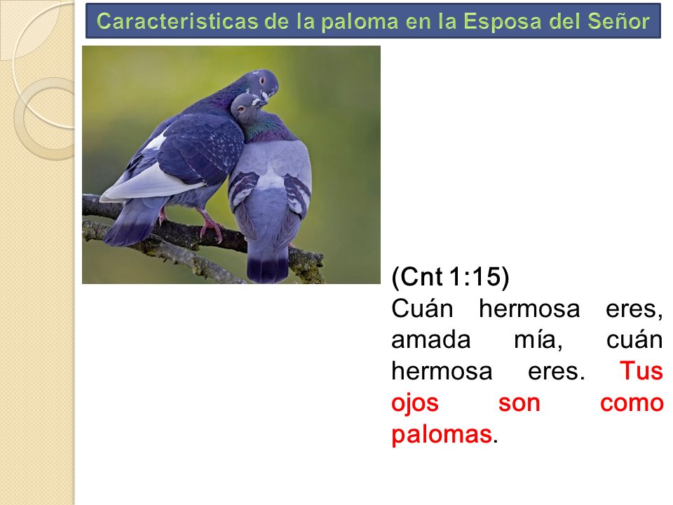 Caracteristicas de la paloma en la Esposa del Señor
