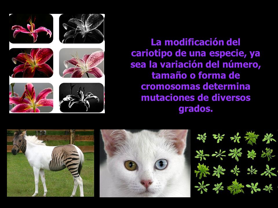 La modificación del cariotipo de una especie, ya sea la variación del número, tamaño o forma de cromosomas determina mutaciones de diversos grados.