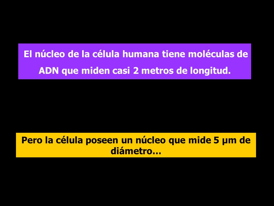 Pero la célula poseen un núcleo que mide 5 µm de diámetro…